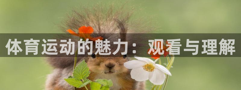 意昂5Kgame4注册：体育运动的魅力：观看与理解